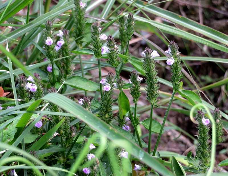 10月23日 今日の一花 キツネノマゴ 狐の孫 Gazengamaのブログ 散歩中に出合った花と趣味の陶芸作品 楽天ブログ