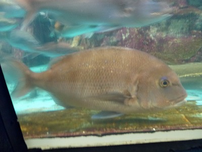 P1000316.jpg