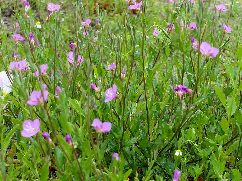 5月3日 今日の一花 その4 アカバナユウゲショウ 赤花夕化粧 Gazengamaのブログ 散歩中に出合った花と趣味の陶芸作品 楽天ブログ 5月3日 今日の一花 その4 アカバナユウゲショウ 赤花夕化粧 Gazengamaのブログ 散歩中に出合った花と趣味の陶芸作品 楽天ブログ