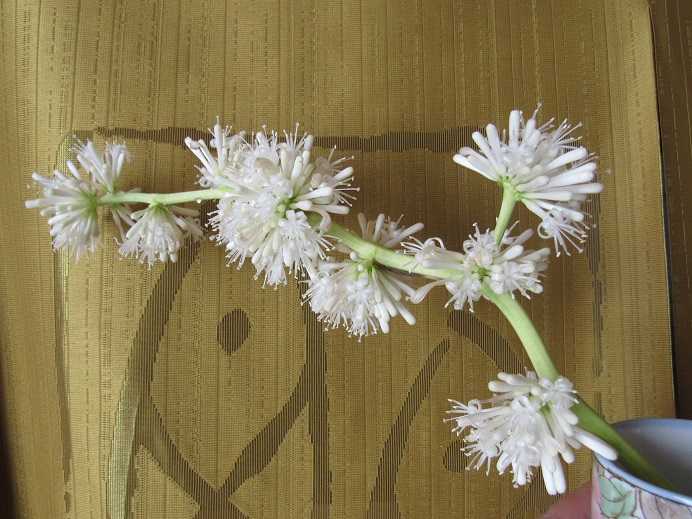 珍しいコラムの花と遊ぶ。島を想う・蝶を想う・人を想う。 老いてこそ勉強 楽天ブログ