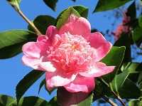 １１月３日の誕生花 サザンカ ピンク の花言葉 永遠の愛 サザンカ 山茶花 のピンク色の花 弥生おばさんのガーデニングノート 花と緑の365日 楽天ブログ