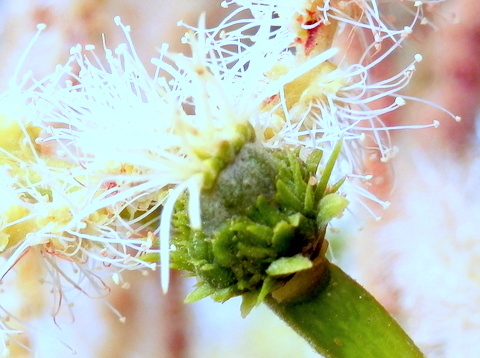 栗の雌花