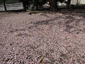 桜の絨毯.jpg