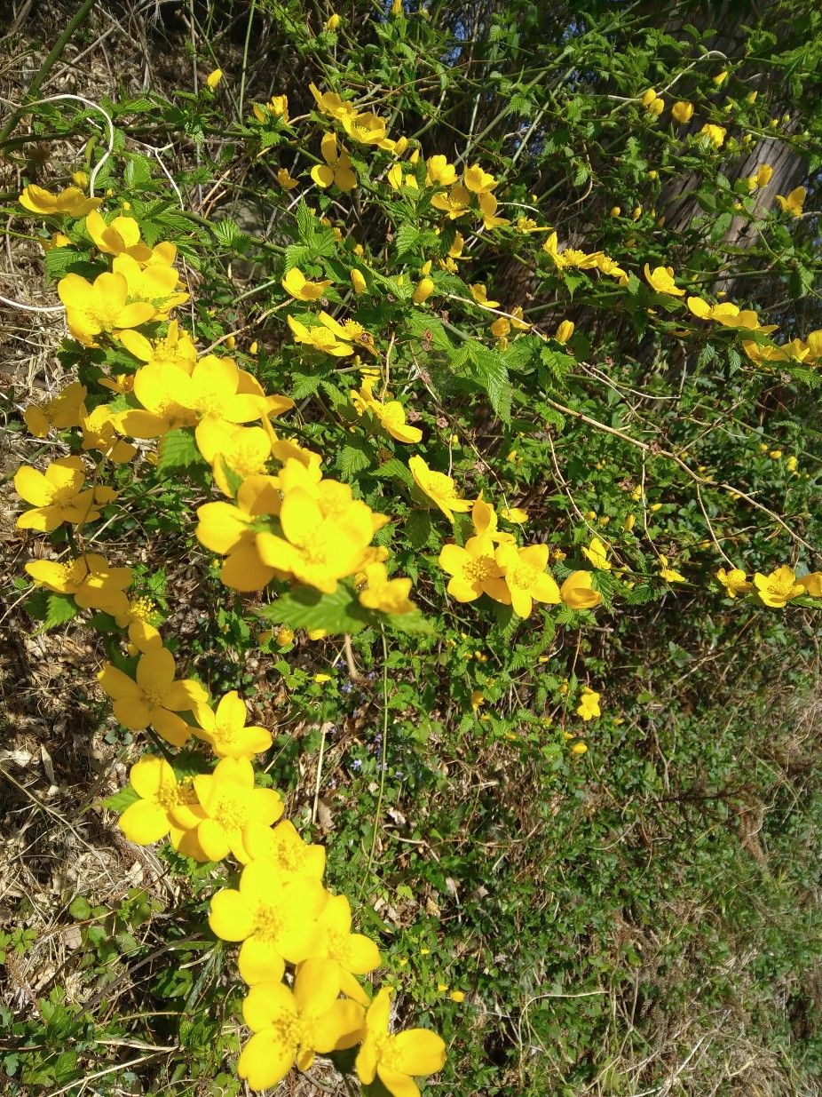 石んこ地蔵の 新聞紙ちぎり絵の絵手紙をいただきました ヤマブキやニホンタンポポも 川崎町の石んこ日記 石んこ地蔵とともに 楽天ブログ