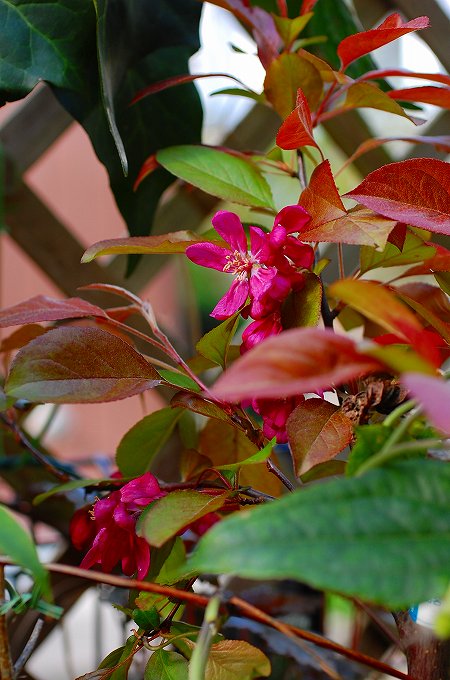 クラブアップル　ロイヤリティーの花