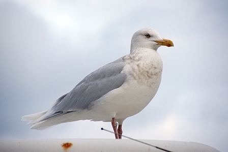 DSC00507.jpg