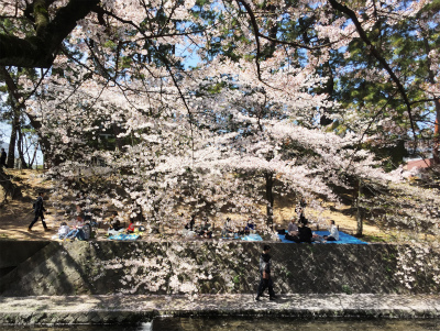 夙川桜歩き3