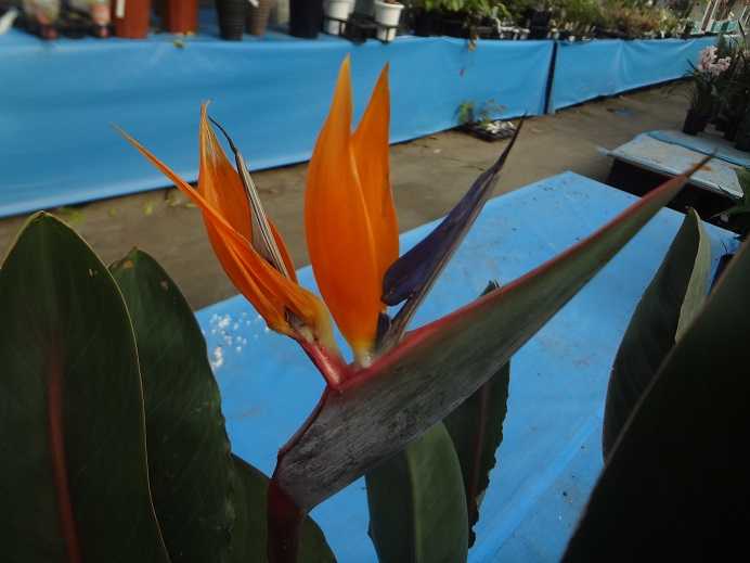 第623回 国華園に遠征じゃあ ストレチア レギナエ まっ いっか流 お庭改造 大作戦 楽天ブログ