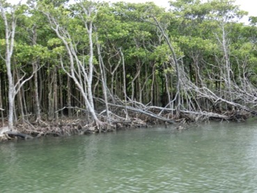 荒れるマングローブ