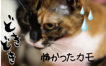 IMG_1496.png