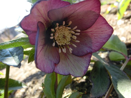 クリスマスローズ