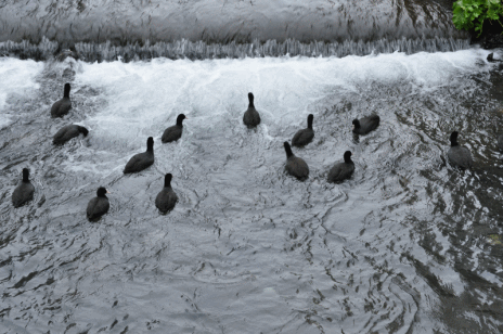 水鳥アニメ