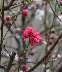 IMG_3556-1.jpg