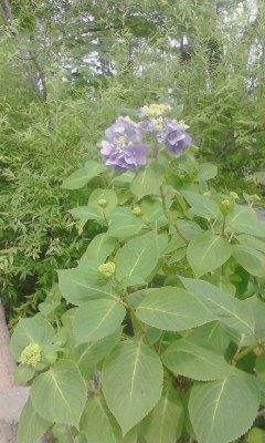 愛宕神社紫陽花