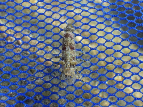 串本磯採集2016年10月上旬35　フシウデサンゴモエビ（Saron marmoratus）