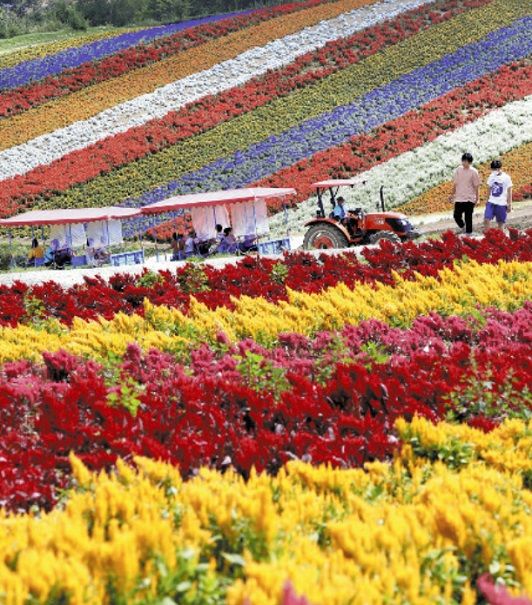 美瑛 四季彩の丘 花の絨毯 可愛いに間に合わない