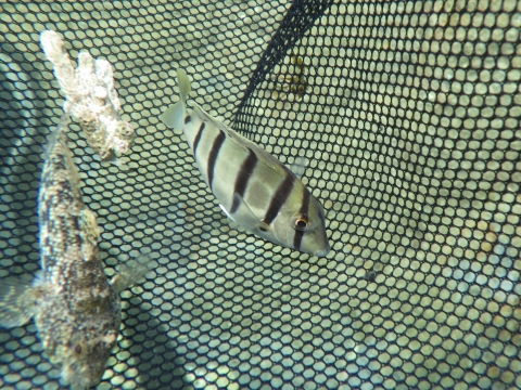 串本磯採集2016年9月中旬33　シマハギ（Acanthurus triostegus）