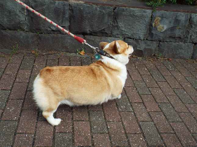 花と短歌と句 コーギー犬 秘密の花園 を読む 162 老いてこそ勉強 楽天ブログ