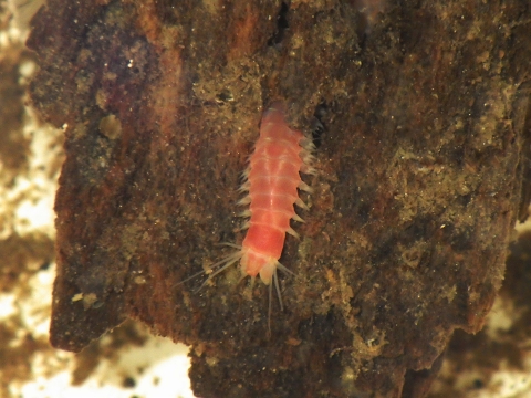 深海性環形動物2　水深350mの沈木の生体　熊野灘