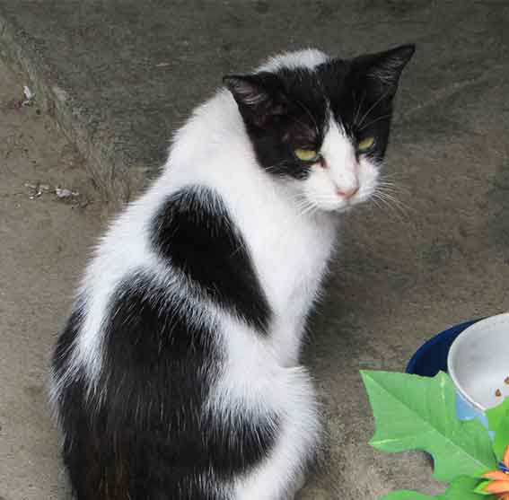 我が家のニャンコ♪2015/8/30-3