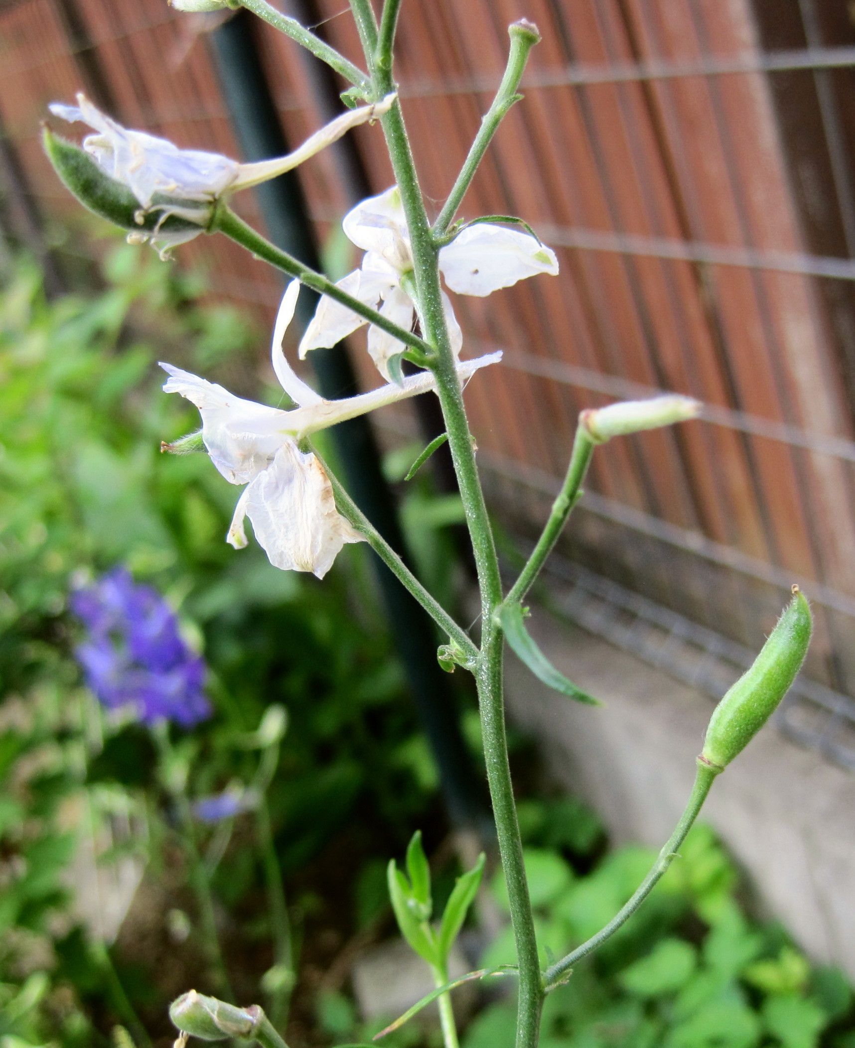 種取り その後 たねをまく日々 楽天ブログ