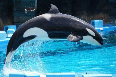 名古屋港水族館 シャチの名前 判別方法と詳細情報 | イルカ