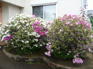 P1020463ss.jpg