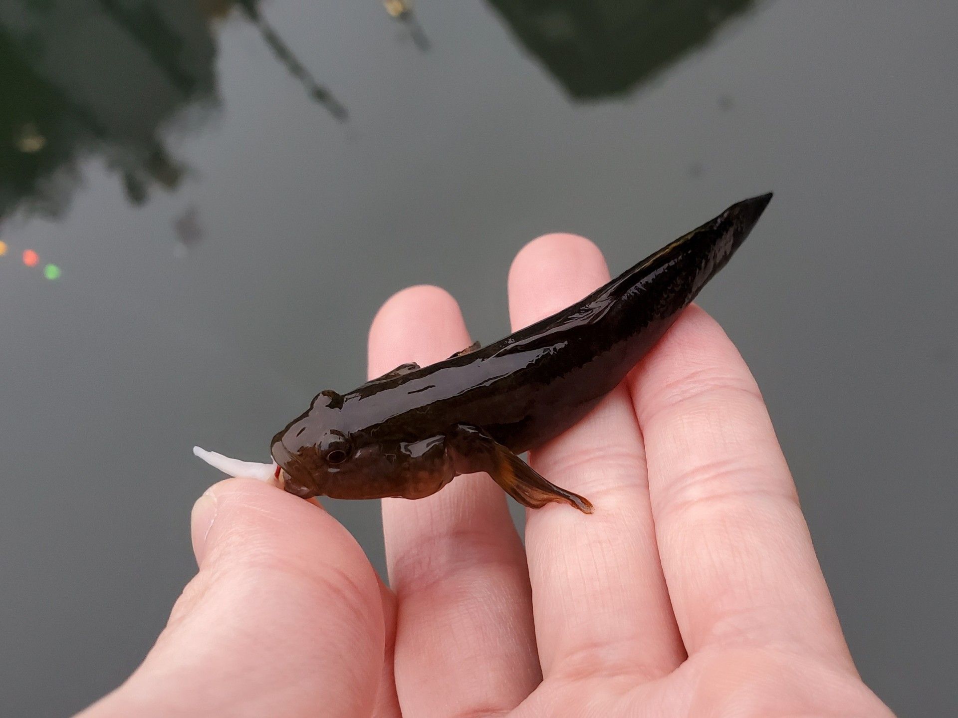 魚釣り 魚と日常ブログ 楽天ブログ