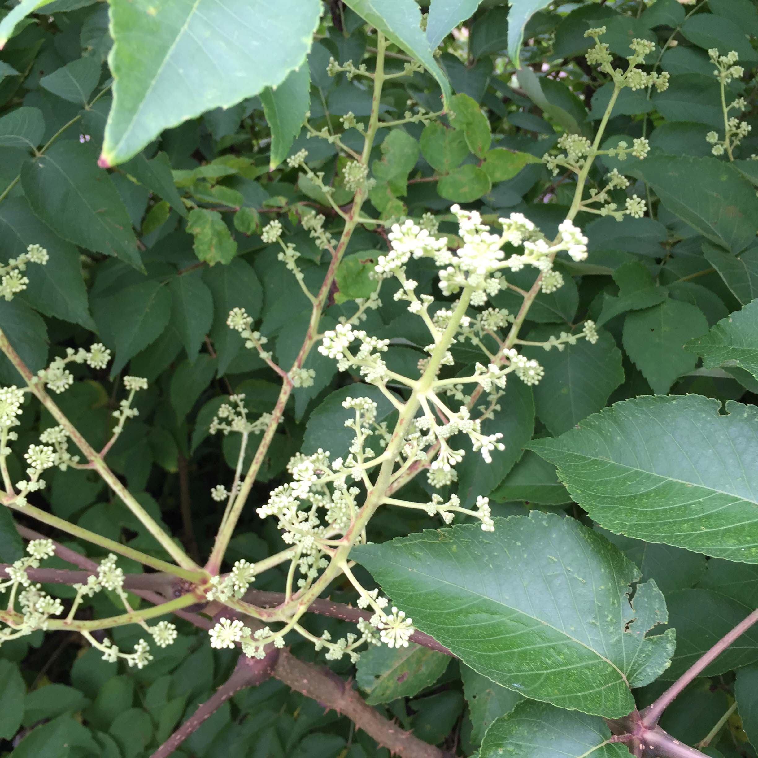 ラブリータラの木 花 すべての美しい花の画像