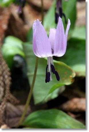 樹木公園・カタクリ-12 15.4.18