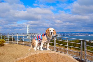 20130104橋のみえる丘