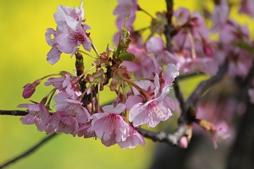 150228_03みなみの桜と菜の花まつり(7%)