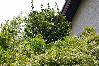 もう一枚、白モッコウバラの写真。