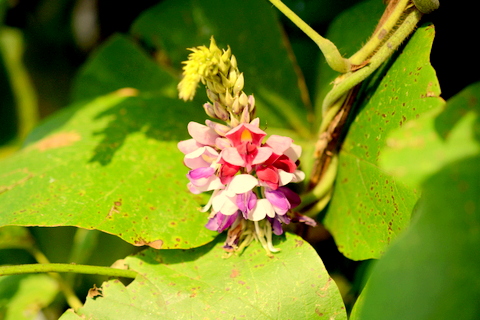 葛の花