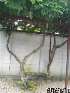 逆さ藤天神３