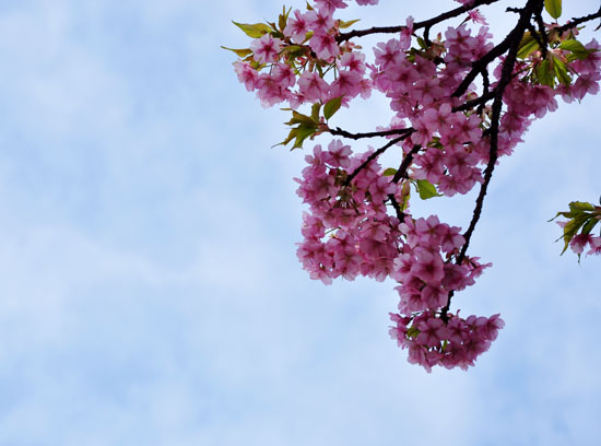 桜６