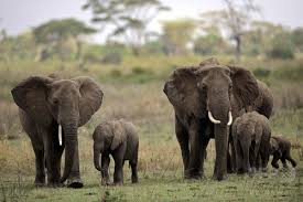 象サバンナ