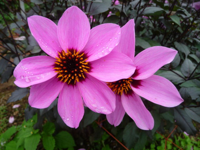 67 秋桜