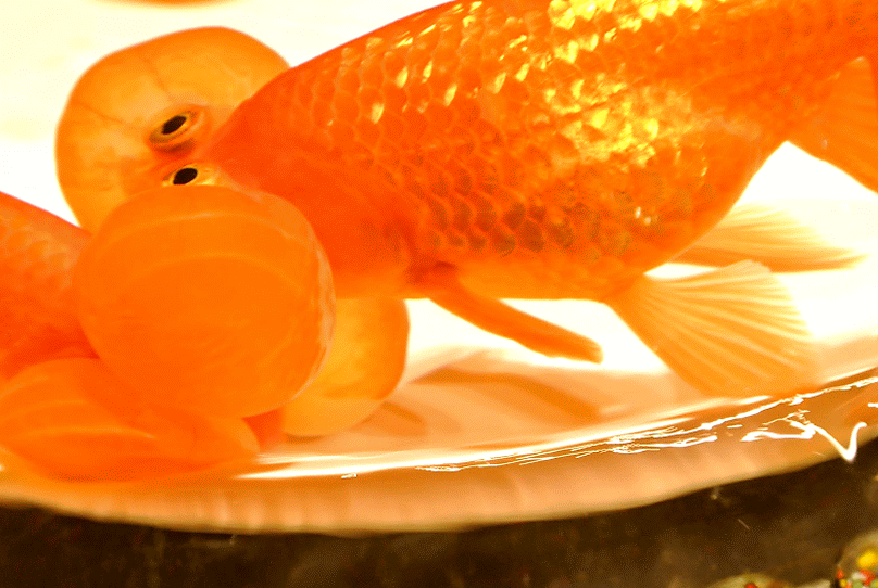 金魚が | 楽しく嬉しく生き生きと - 楽天ブログ
