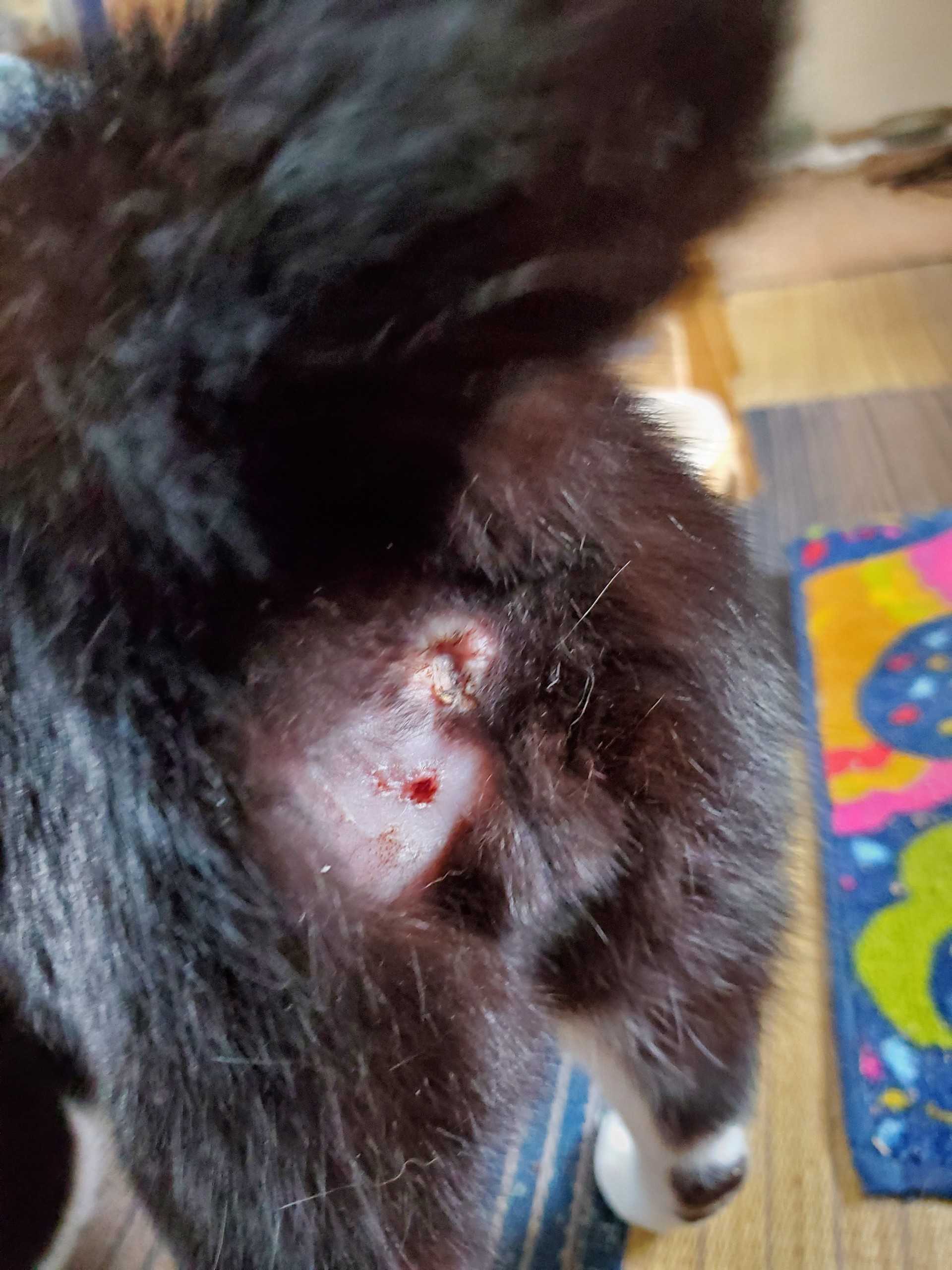 21年01月18日の記事 花霞と姫猫６にゃんここぶろぐだったけれど 実は 楽天ブログ