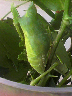 P1000264.JPG