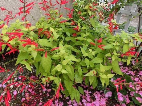 パイナップルセージ