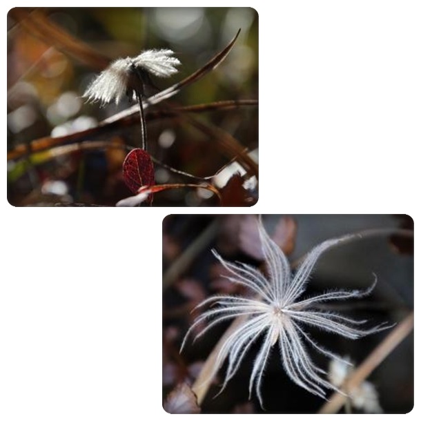 栂池自然園-50 チングルマ 15.10.2