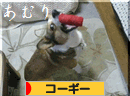 あむり.gif