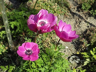 IMG_6822ss.jpg