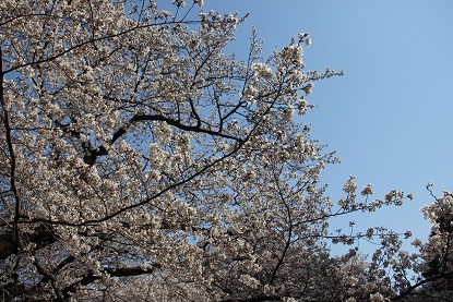 sakura