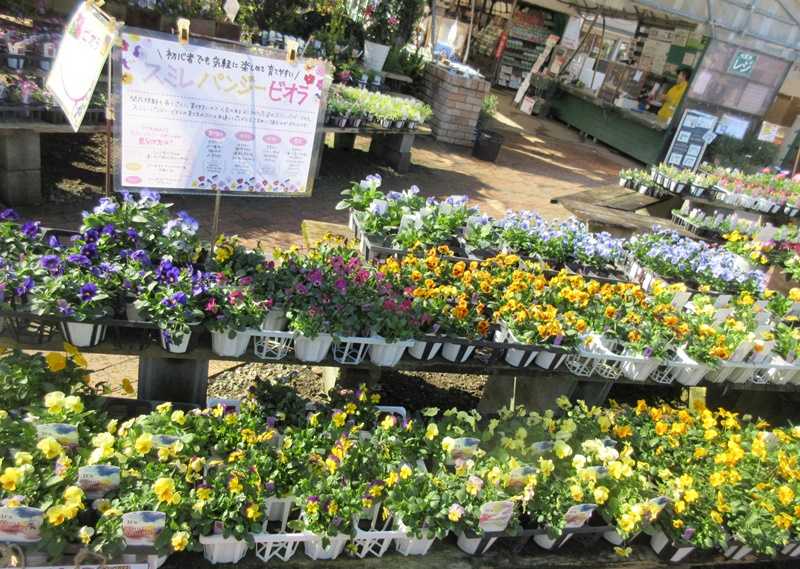 花屋さんでよく咲くスミレを購入 ビオラの寄せ植えハンギング作り 狭い庭を花いっぱいにする育て方 楽天ブログ