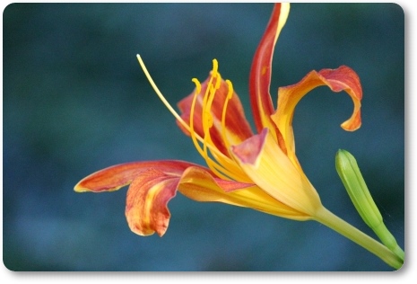 県民の杜-10 ノカンゾウ 13.9.17