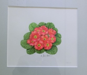 プリムラージュリアン