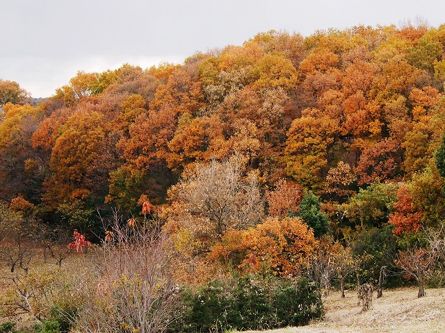 s-p2879.jpg